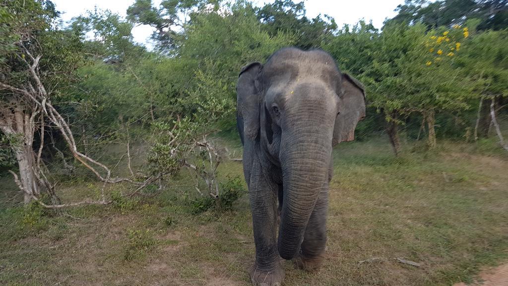 Wild Panthera Yala Tissamaharama Exterior photo