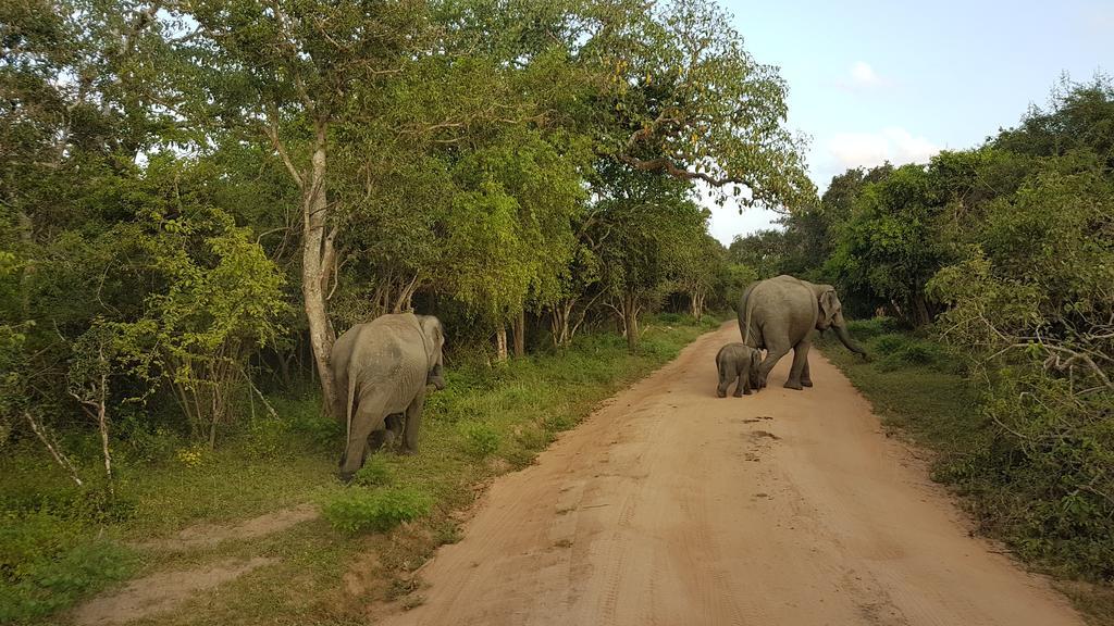 Wild Panthera Yala Tissamaharama Exterior photo