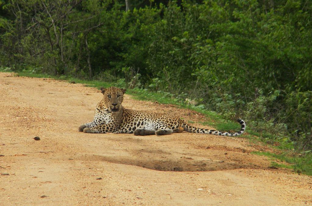 Wild Panthera Yala Tissamaharama Exterior photo